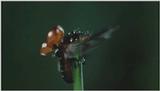 D:\Microcosmos\Ladybird] [01/34] - 058.jpg (1/1) (Video Capture)