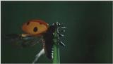 D:\Microcosmos\Ladybird] [01/34] - 058.jpg (1/1) (Video Capture)