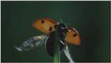 D:\Microcosmos\Ladybird] [01/34] - 058.jpg (1/1) (Video Capture)