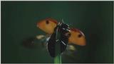 D:\Microcosmos\Ladybird] [01/34] - 058.jpg (1/1) (Video Capture)