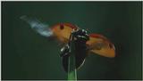 D:\Microcosmos\Ladybird] [01/34] - 058.jpg (1/1) (Video Capture)
