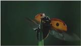 D:\Microcosmos\Ladybird] [01/34] - 058.jpg (1/1) (Video Capture)