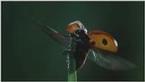 D:\Microcosmos\Ladybird] [01/34] - 058.jpg (1/1) (Video Capture)