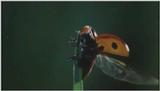 D:\Microcosmos\Ladybird] [01/34] - 058.jpg (1/1) (Video Capture)