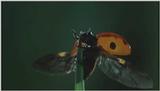 D:\Microcosmos\Ladybird] [01/34] - 058.jpg (1/1) (Video Capture)