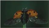 D:\Microcosmos\Ladybird] [01/34] - 058.jpg (1/1) (Video Capture)