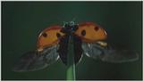 D:\Microcosmos\Ladybird] [01/34] - 058.jpg (1/1) (Video Capture)
