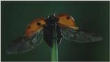 D:\Microcosmos\Ladybird] [01/34] - 058.jpg (1/1) (Video Capture)