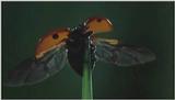 D:\Microcosmos\Ladybird] [01/34] - 058.jpg (1/1) (Video Capture)