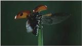 D:\Microcosmos\Ladybird] [01/34] - 058.jpg (1/1) (Video Capture)