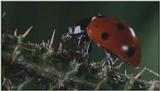 Microcosmos\Ladybug, Plant Louse, Carpenter Ants [01/13] - 082.jpg (1/1) (Video Capture)