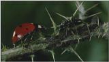 Microcosmos\Ladybug, Plant Louse, Carpenter Ants [01/13] - 082.jpg (1/1) (Video Capture)