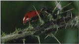 Microcosmos\Ladybug, Plant Louse, Carpenter Ants [01/13] - 082.jpg (1/1) (Video Capture)