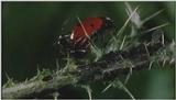 Microcosmos\Ladybug, Plant Louse, Carpenter Ants [01/13] - 082.jpg (1/1) (Video Capture)