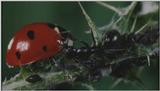 Microcosmos\Ladybug, Plant Louse, Carpenter Ants [01/13] - 082.jpg (1/1) (Video Capture)