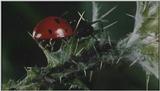 Microcosmos\Ladybug, Plant Louse, Carpenter Ants [01/13] - 082.jpg (1/1) (Video Capture)