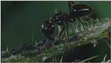 Microcosmos\Ladybug, Plant Louse, Carpenter Ants [01/13] - 082.jpg (1/1) (Video Capture)