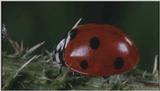 D:\Microcosmos\Ladybird] [25/34] - 094.jpg (1/1) (Video Capture)