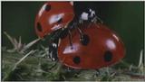 D:\Microcosmos\Ladybird] [25/34] - 094.jpg (1/1) (Video Capture)