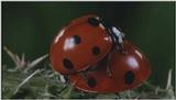 D:\Microcosmos\Ladybird] [25/34] - 094.jpg (1/1) (Video Capture)