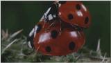 D:\Microcosmos\Ladybird] [25/34] - 094.jpg (1/1) (Video Capture)