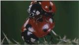 D:\Microcosmos\Ladybird] [25/34] - 094.jpg (1/1) (Video Capture)