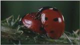 D:\Microcosmos\Ladybird] [25/34] - 094.jpg (1/1) (Video Capture)