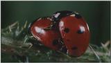 D:\Microcosmos\Ladybird] [25/34] - 094.jpg (1/1) (Video Capture)