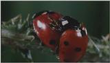 D:\Microcosmos\Ladybird] [25/34] - 094.jpg (1/1) (Video Capture)