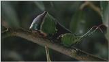 D:\Microcosmos\Great Peacock Moth Caterpillar [01/12] - 002.jpg (1/1) (Video Capture)