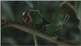 D:\Microcosmos\Great Peacock Moth Caterpillar [01/12] - 002.jpg (1/1) (Video Capture)