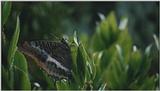 D:\Microcosmos\Butterfly] [2/3] - 110.jpg (1/1) (Video Capture)