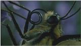 D:\Microcosmos\Butterfly] [3/3] - 111.jpg (1/1) (Video Capture)