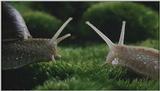 D:\Microcosmos\Garden Snails] [01/20] - 112.jpg (1/1) (Video Capture)