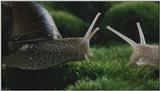 D:\Microcosmos\Garden Snails] [01/20] - 112.jpg (1/1) (Video Capture)