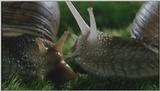D:\Microcosmos\Garden Snails] [01/20] - 112.jpg (1/1) (Video Capture)