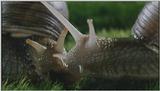 D:\Microcosmos\Garden Snails] [01/20] - 112.jpg (1/1) (Video Capture)