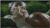 D:\Microcosmos\Garden Snails] [01/20] - 112.jpg (1/1) (Video Capture)