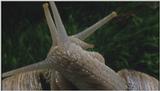 D:\Microcosmos\Garden Snails] [01/20] - 112.jpg (1/1) (Video Capture)