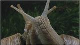 D:\Microcosmos\Garden Snails] [01/20] - 112.jpg (1/1) (Video Capture)