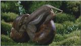 D:\Microcosmos\Garden Snails] [01/20] - 112.jpg (1/1) (Video Capture)