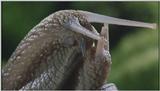 D:\Microcosmos\Garden Snails] [01/20] - 112.jpg (1/1) (Video Capture)