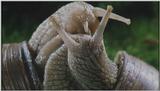 D:\Microcosmos\Garden Snails] [01/20] - 112.jpg (1/1) (Video Capture)
