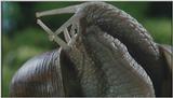 D:\Microcosmos\Garden Snails] [01/20] - 112.jpg (1/1) (Video Capture)