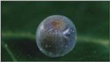 D:\Microcosmos\Caterpillar hatches] [01/22] - 128.jpg (1/1) (Video Capture)