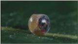 D:\Microcosmos\Caterpillar hatches] [02/22] - 129.jpg (1/1) (Video Capture)