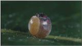 D:\Microcosmos\Caterpillar hatches] [03/22] - 130.jpg (1/1) (Video Capture)