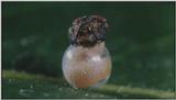 D:\Microcosmos\Caterpillar hatches] [03/22] - 130.jpg (1/1) (Video Capture)