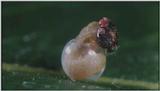 D:\Microcosmos\Caterpillar hatches] [03/22] - 130.jpg (1/1) (Video Capture)