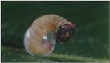 D:\Microcosmos\Caterpillar hatches] [03/22] - 130.jpg (1/1) (Video Capture)